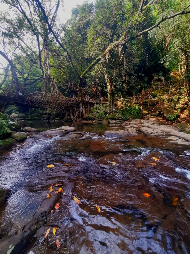 Living Root Bridge in Mawlynnong-Things to Do in Shillong